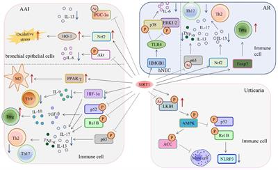The role of deacetylase SIRT1 in allergic diseases
